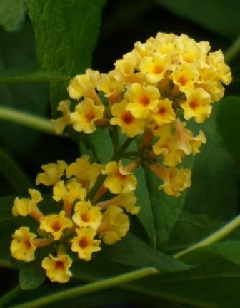 Sungold Butterfly Bush,Buddleia x weyeriana 'Sungold', copyright © almostedenplants.com